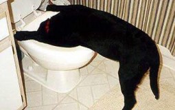 brakende hond