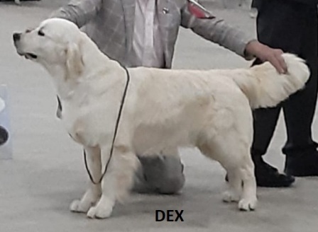 DEX11
