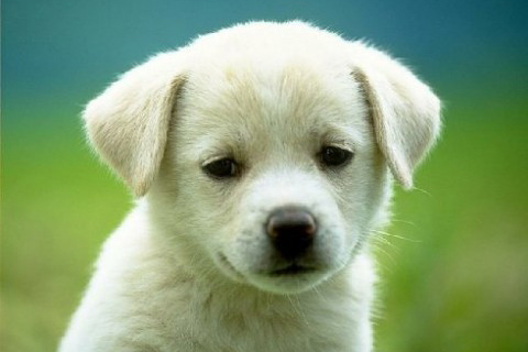 puppy