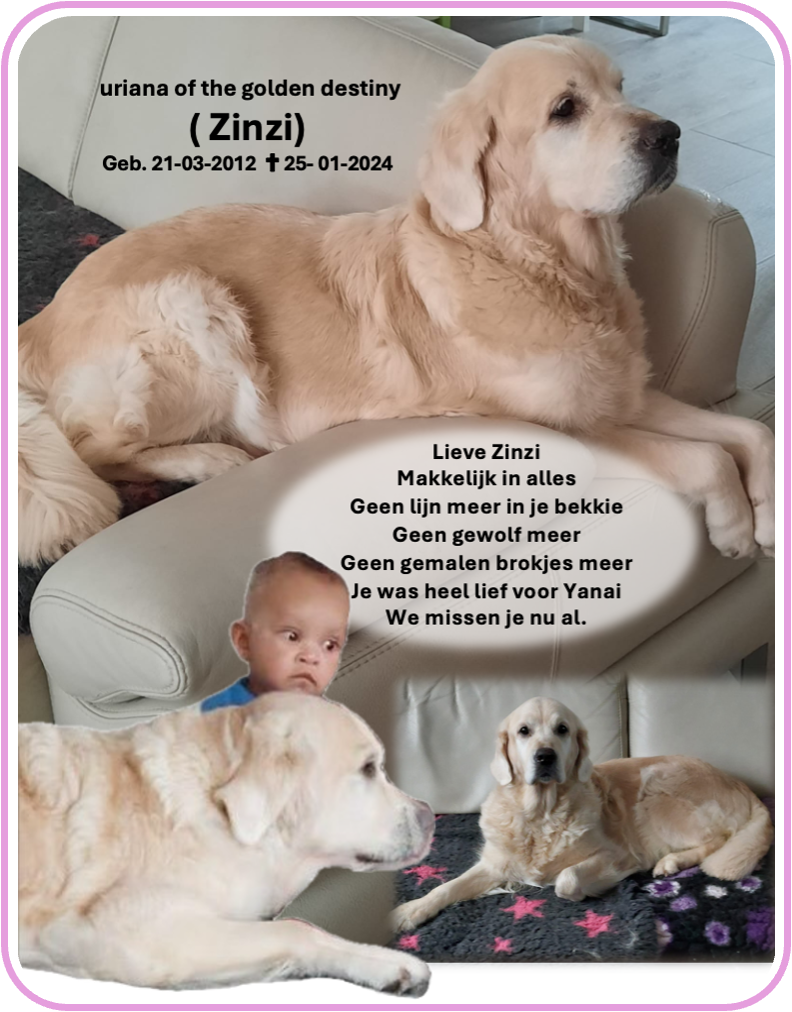 zinzi foto